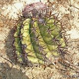 Melocactus curvispinus ssp. caesius via Riohacha GX.JPG